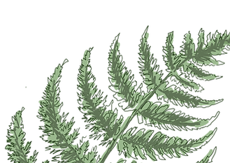 蕨類