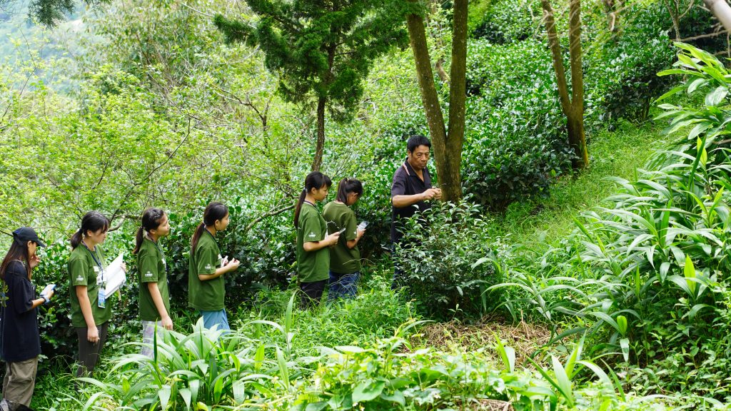 古坑鄉樟湖村張師傅生態茶園