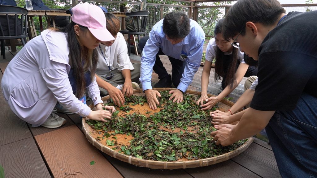 張師傅生態茶園揉茶