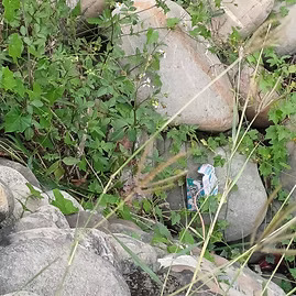 雲林溪沿岸風光