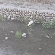 雲林溪的白鷺鷥